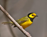 Hooded Warbler