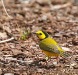 Hooded Warbler