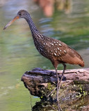 Limpkin