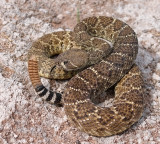 Western Diamond-backed Rattlesnake