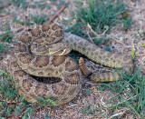 Prairie Rattlesnake