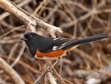 Eastern Towhee