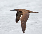 Brown Booby