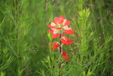 Oklahoma Wildflowers and Grasses at Prairie Acres