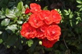Nature's Allure