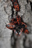 Animalia