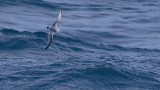 Dunbekprion / Slender-billed prion