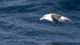 Wenkbrauwalbatros / Black-browed albatross