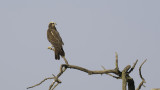 Marsh Harrier / Bruine Kiekendief