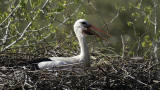 White Stork / Ooievaar