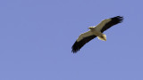 Egyptian Vulture / Aasgier