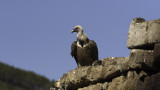 Griffon Vulture / Vale Gier