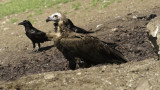 Cinereous Vulture / Monniksgier