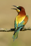 Europese bijeneter / European bee-eater