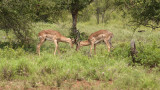 Impala/ Impala