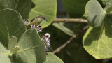 Beautiful Sunbird / Feeënhoningzuiger