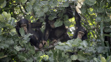 Chimpanzee / Chimpansee