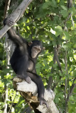 Chimpanzee / Chimpansee