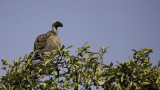 African white-backed vulture.jpg