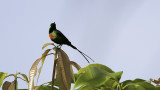 Beautiful sunbird 2.jpg