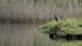 Grey heron.jpg