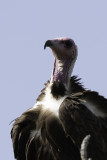 Hooded Vulture / Kapgier