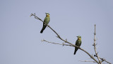 Little Bee-eater / Dwergbijeneter