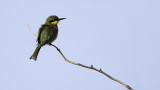 Little Bee-eater / Dwergbijeneter
