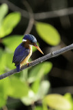 Malachite Kingfisher / Malachite IJsvogel