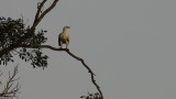 Palm-nut Vulture / Palmgier