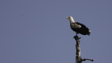 Palm-nut Vulture / Palmgier