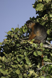Red Colobus Monkey / Rode Franjeaap