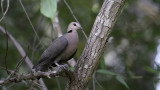 Red-eyed Dove / Roodoogtortel