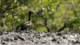 White-faced Whistling Duck / Witwangfluiteend