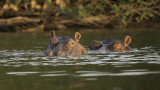 Hippopotamus / Nijlpaard.jpg