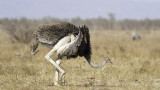 Common Ostrich / Struisvogel.jpg
