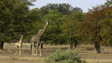 Giraffe / Giraffe