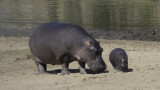 Hippopotamus / Nijlpaard.jpg