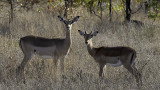 Impala / Impala