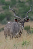 Greater Kudu / Grote Koedoe