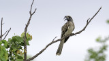 African Grey Hornbill / Grijze Tok