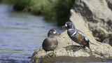 Harlequin Duck / Harlekijneend