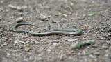 Slow Worm / Hazelworm