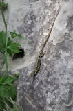 Muurhagedis / Common wall lizard