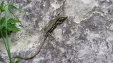 Muurhagedis / Common wall lizard