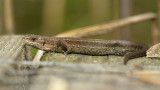 Levendbarende Hagedis / Common Lizard