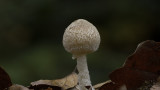 Psathyrella artemisiae / Wollige franjehoed