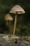Mycena haematopus / Grote bloedsteelmycena