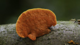 Pycnoporus Cinnabarinus / Vermiljoenhoutzwam