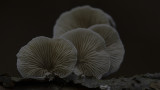 Crepidotus Variabilis / Wit Oorzwammetje